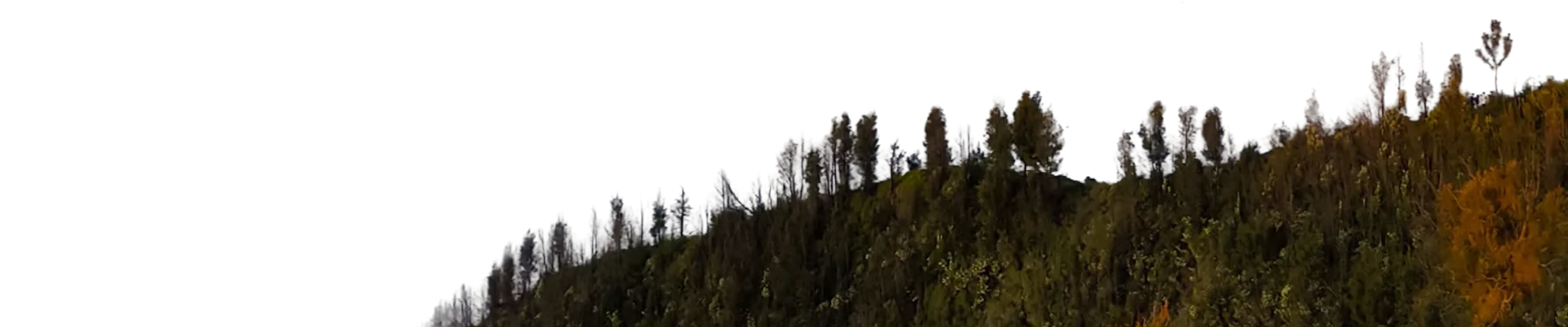 Bromo Trees Foreground